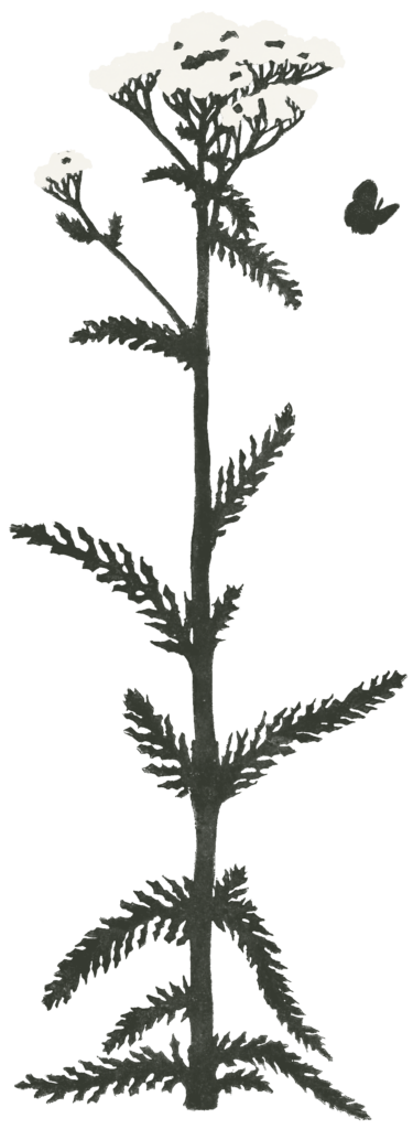 linolschnitt transparent randlos
