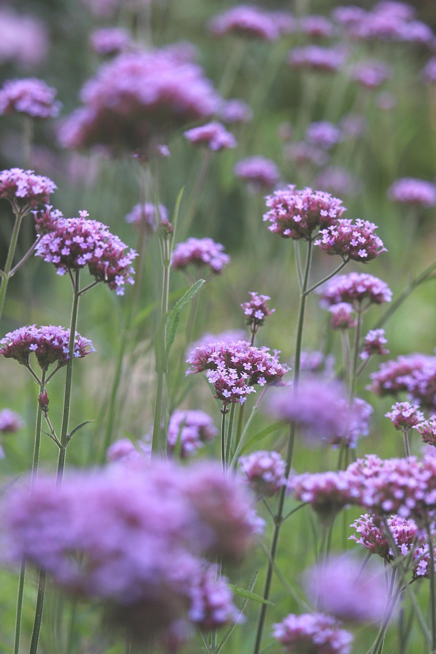 verbena, flower wallpaper, blossoms, beautiful wallpaper, garden, flower, flower bed, flower meadow, flora, nature, background, beautiful flowers, flower garden, bloom, hover, purple, floral background, violet, flower background, filigree